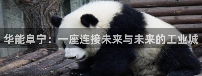 新宝GG反点