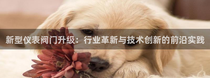 怎么代理新宝gg